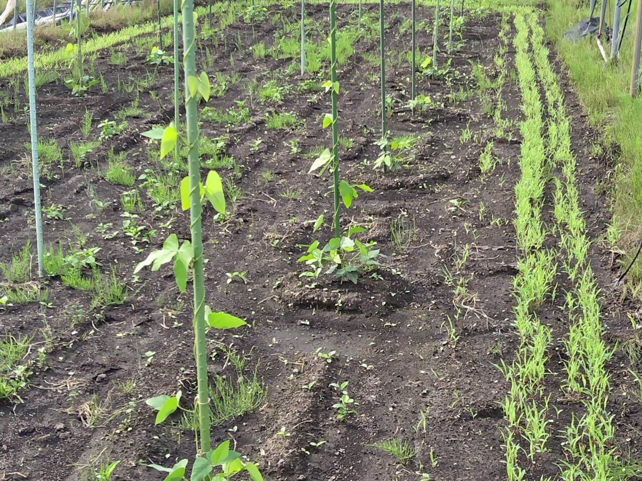 ムクナ豆(八升豆)の農薬不使用栽培