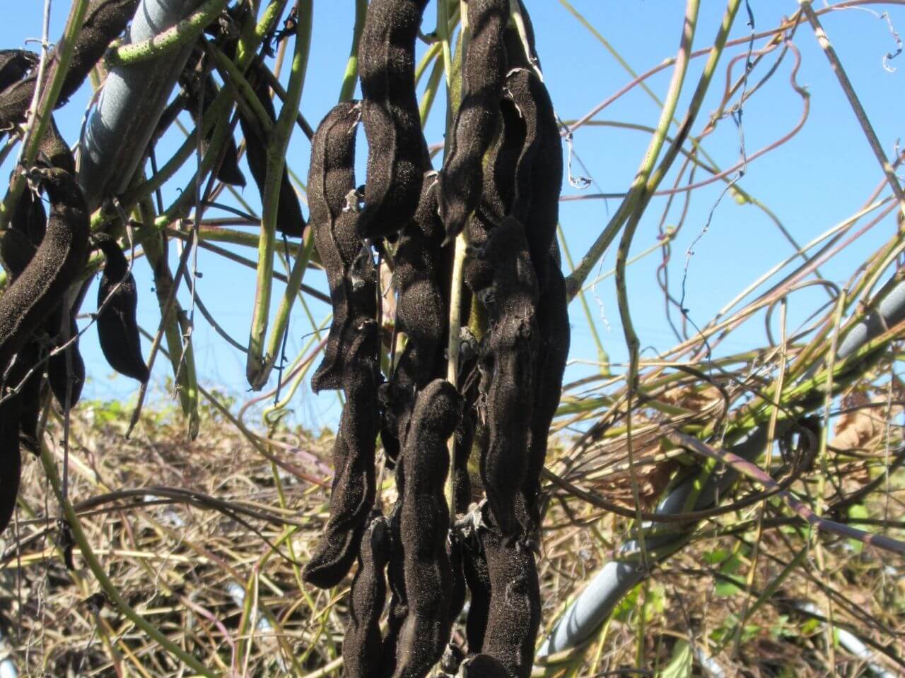 黒い莢のムクナ豆
