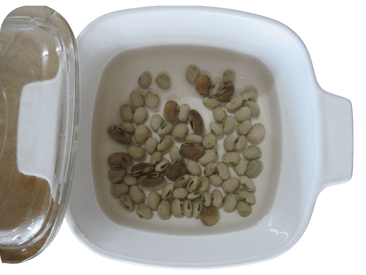 水に浸した13時間後のムクナ豆