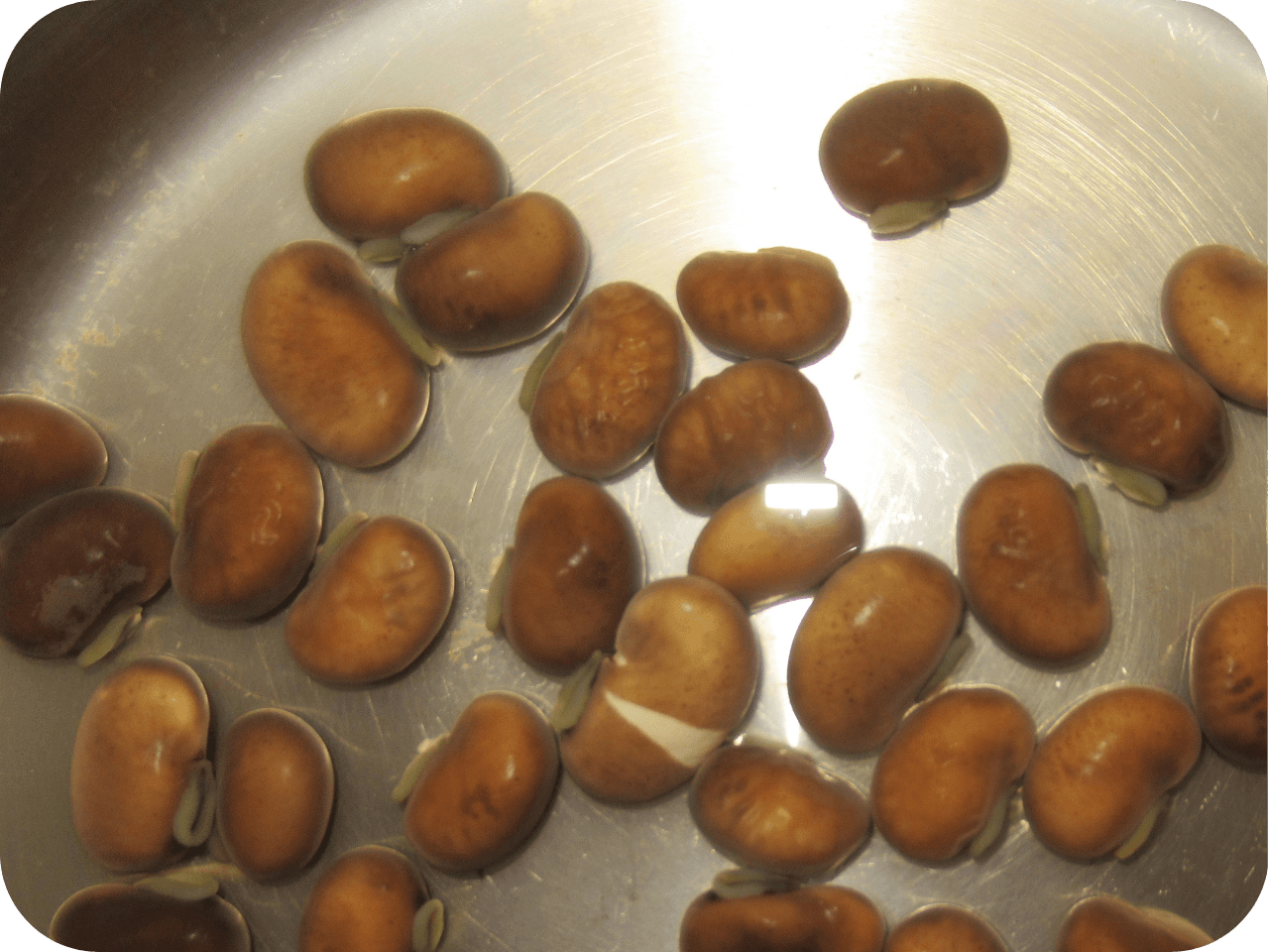 戻したムクナ豆を圧力鍋に投入