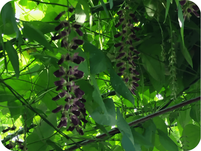 ムクナ豆（八升豆）の開花